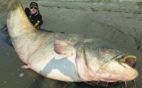 Sửng sốt xem con cá trê ăn thịt lớn nhất thế giới bị bắt
